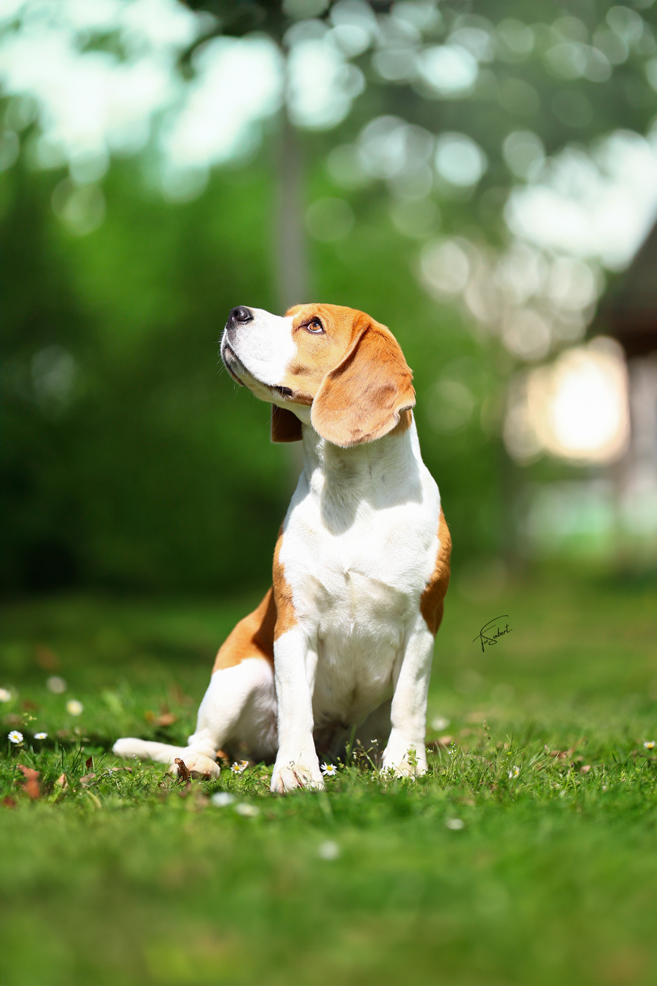 Beagle Bee Maybe